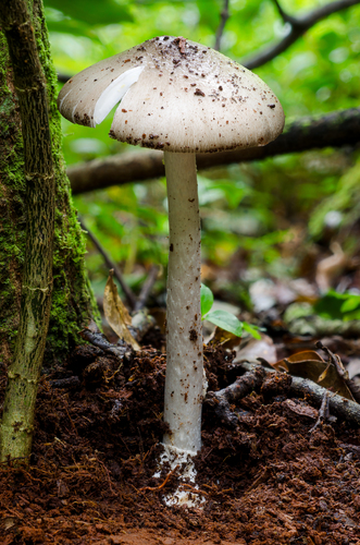 Amanita arocheae — Latin American Death Cap, white mushroom with volva visible at base in tropical forest