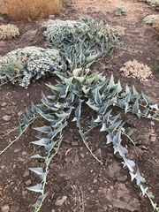 Cucurbita foetidissima