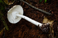 Amanita arocheae