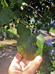 Paracercosporidium microsorum