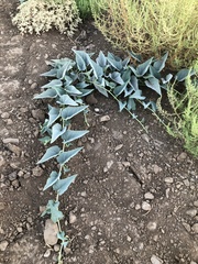 Cucurbita foetidissima