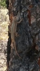 Sceloporus tristichus