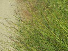 Chloracantha spinosa spinosa