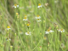 Chloracantha spinosa spinosa