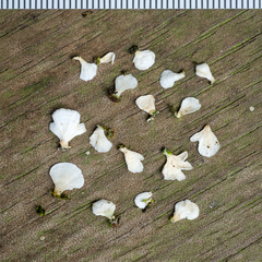 Cyphellostereum pusiolum