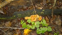 Desarmillaria caespitosa image