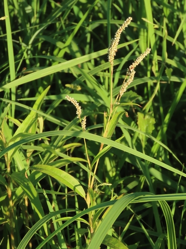 Image of Persicaria barbata by (c) chiuluan, some rights reserved (CC BY)