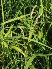 Persicaria barbata