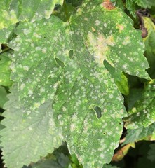 Podosphaera macularis