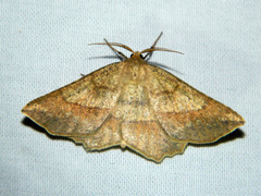 Euchlaena marginaria