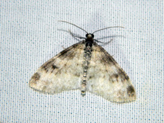 Lobophora nivigerata