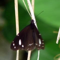 Euploea lewinii