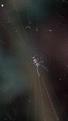 Leucauge regnyi