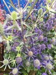 Eryngium planum