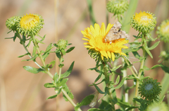 Heliothis phloxiphaga