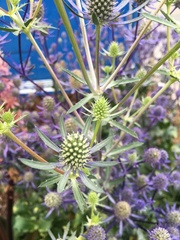 Eryngium planum