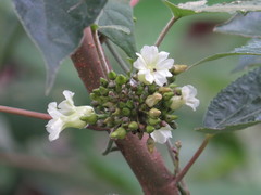 Lepistemon urceolatus