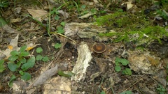 Agrocybe firma