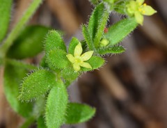 Galium californicum