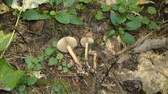 Agrocybe firma