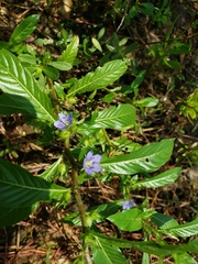 Hydrolea quadrivalvis