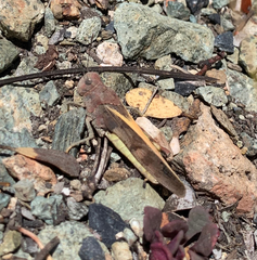 Cratypedes neglectus