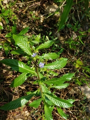 Hydrolea quadrivalvis