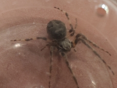 Larinioides sclopetarius
