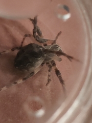 Larinioides sclopetarius