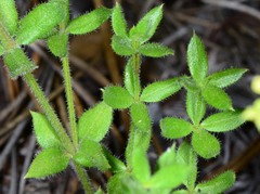 Galium californicum