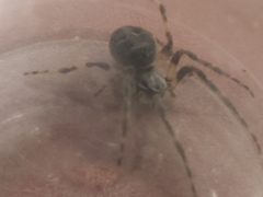 Larinioides sclopetarius