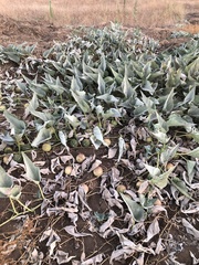 Cucurbita foetidissima