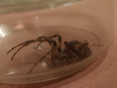 Larinioides sclopetarius