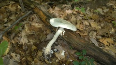 Amanita rhopalopus