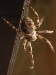 Larinioides sclopetarius
