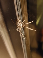Larinioides sclopetarius