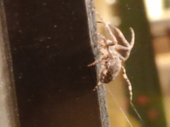 Larinioides sclopetarius