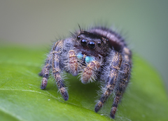 Phidippus audax