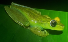 Boana pellucens
