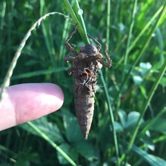 Anotogaster sieboldii