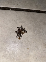 Araneae