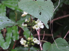 Lepistemon urceolatus