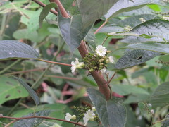 Lepistemon urceolatus