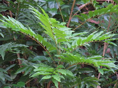 Cupaniopsis foveolata