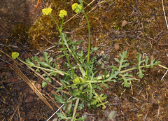 Sanicula peckiana