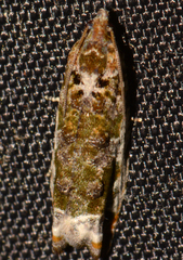 Proteoteras naracana