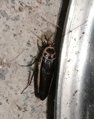 Pseudomops interceptus