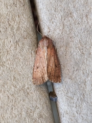 Amphipyra tragopoginis