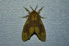 Euproctis piperita