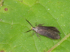 Dichomeris nonstrigella